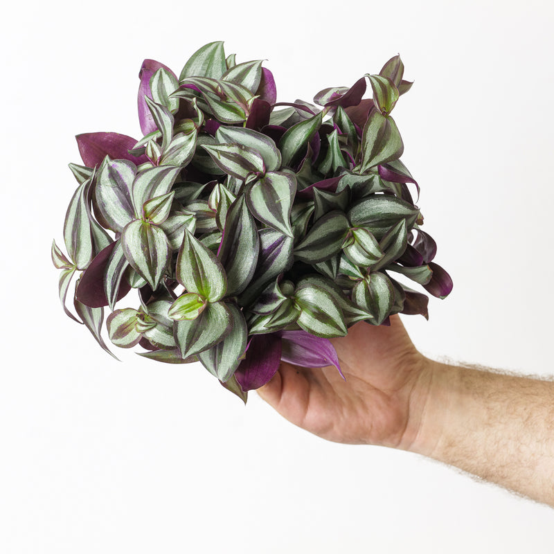 Tradescantia Zebrina Plants GrowTropicals