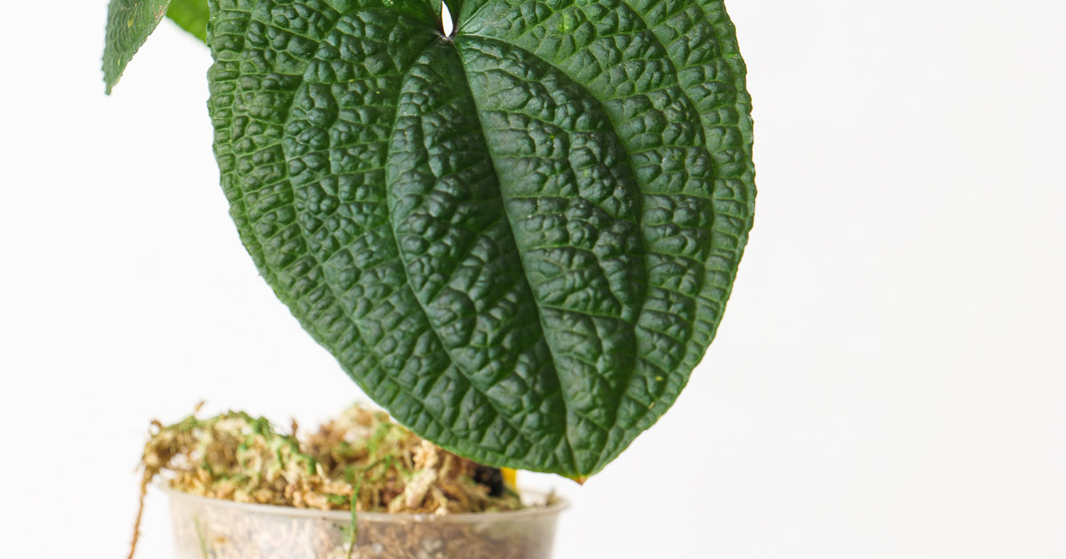 Anthurium clidemioides | Plants