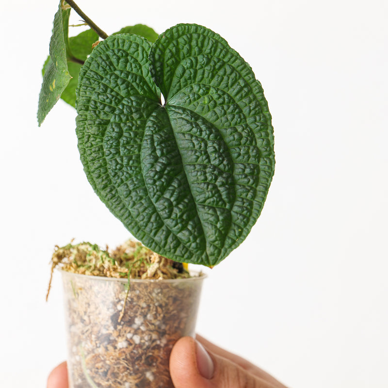 Anthurium clidemioides Plants GrowTropicals