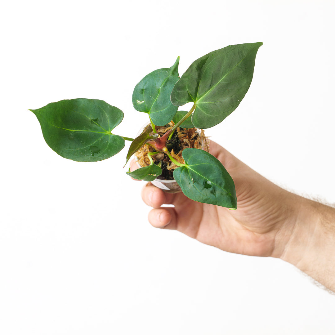 anthurium papillilaminum x dressleri Anthurium papillilaminum x dressleri (US Form) | Plants