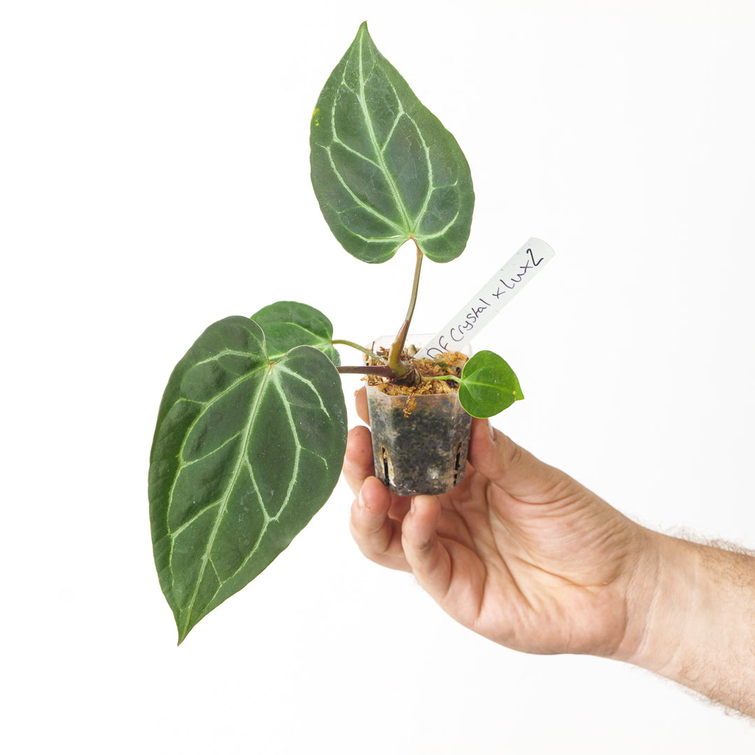anthurium dark crystal Anthurium Dark Form Crystallinum x Luxurians