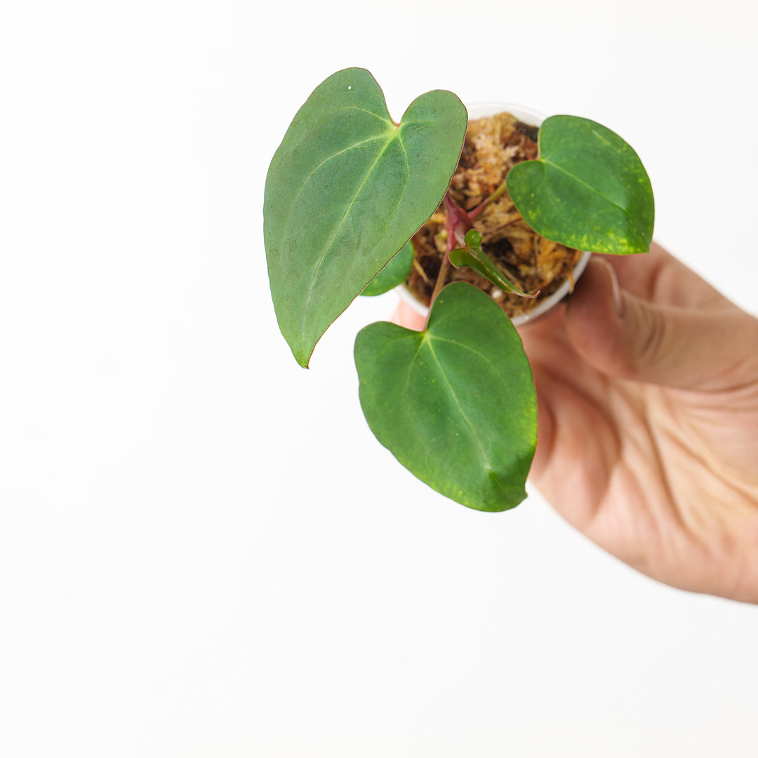 anthurium papillilaminum x dressleri Anthurium papillilaminum x dressleri (US Form) | Plants