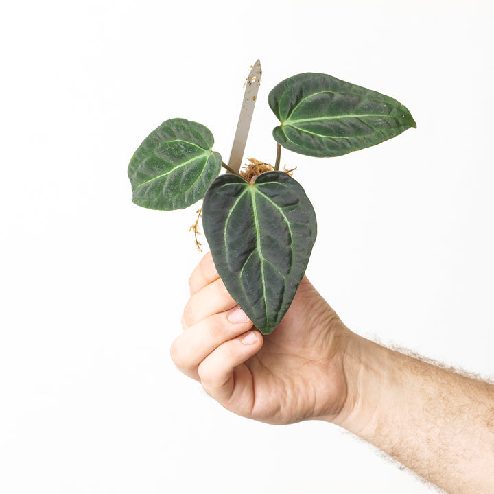 Anthurium Dark Form Crystallinum x Luxurians - GROW TROPICALS