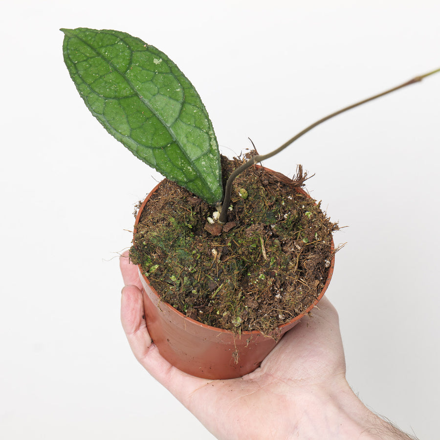 Hoya clemensiorum 'Dark Leaf' Plants GrowTropicals