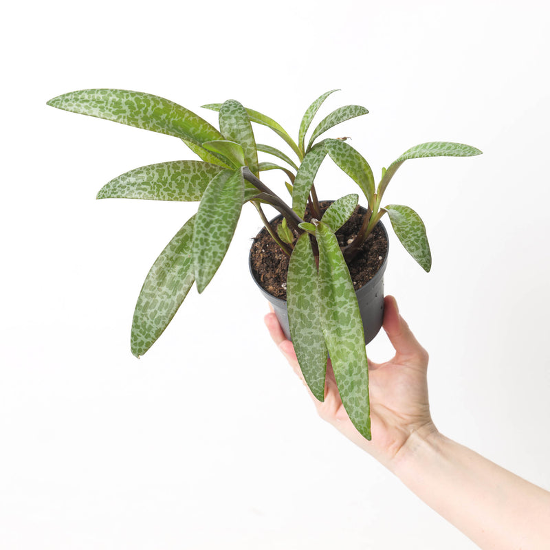 Ledebouria socialis syn. Scilla violacea | Leopard Lilly — 12cm