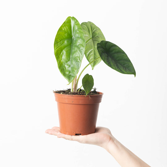 Alocasia puncakborneensis Plants GrowTropicals