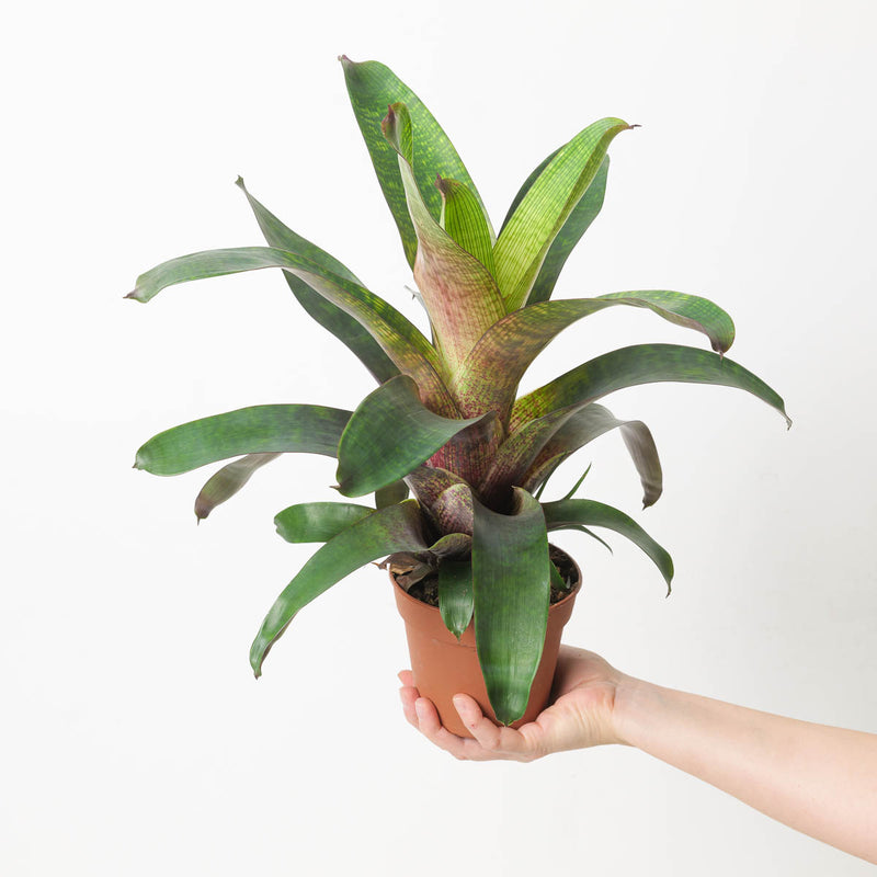 Vriesea sp. 1 Plants GrowTropicals