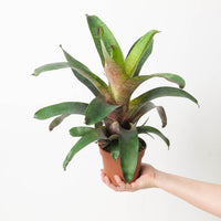 Vriesea sp. 1