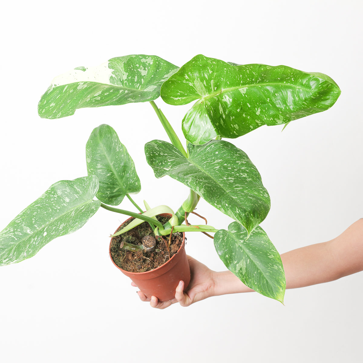 philodendron jose buono scientific name Philodendron 'Jose Buono' | Plants