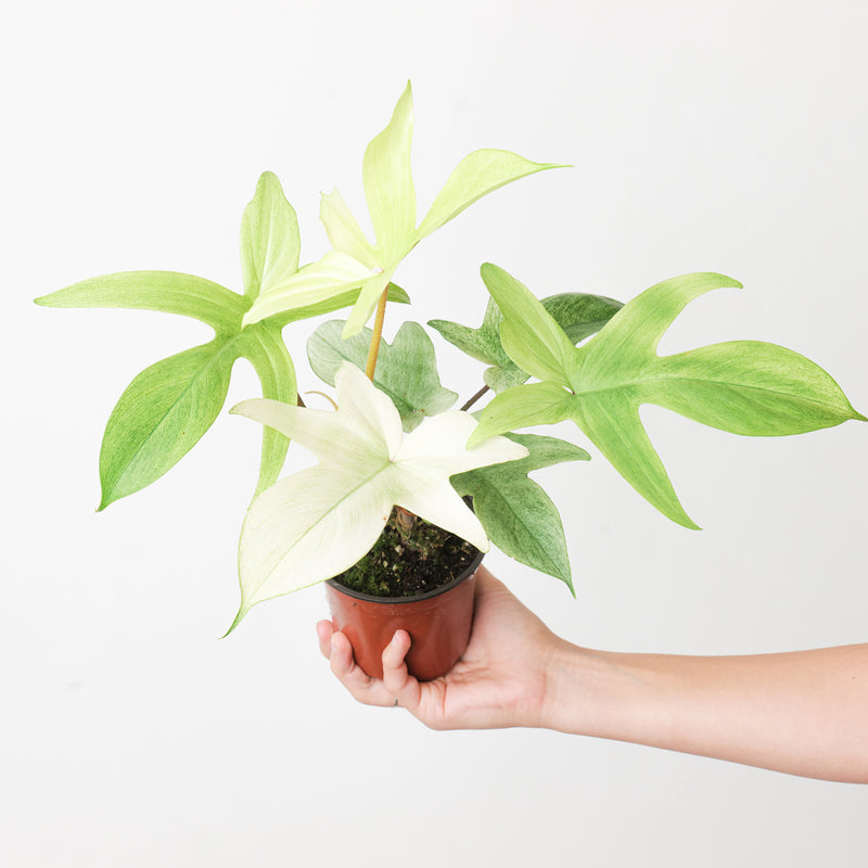 Philodendron 'Florida Ghost' Plants GrowTropicals