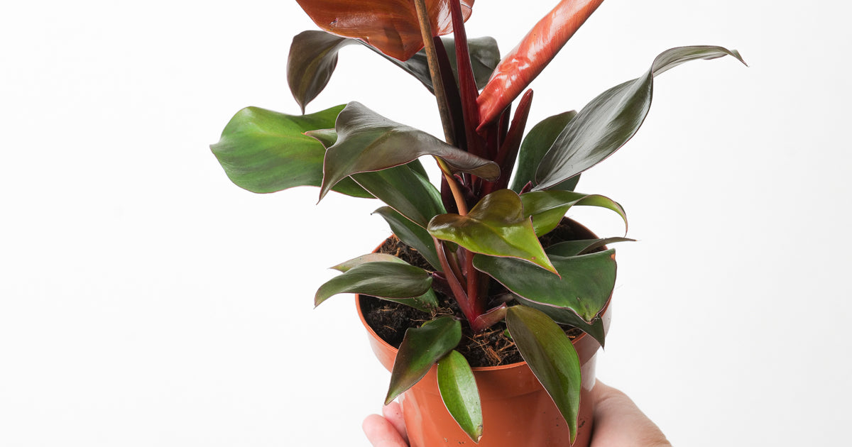 do philodendrons need direct sunlight Philodendron Sunlight | Plants