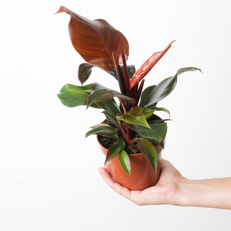 Philodendron Sunlight Plants GrowTropicals