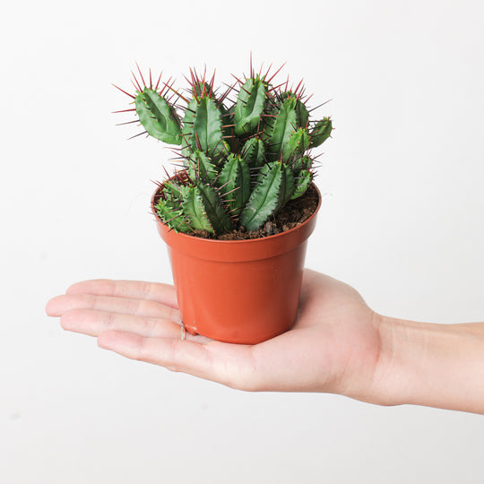 Euphorbia enopla 8.5cm Plants GrowTropicals