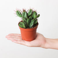 Euphorbia enopla