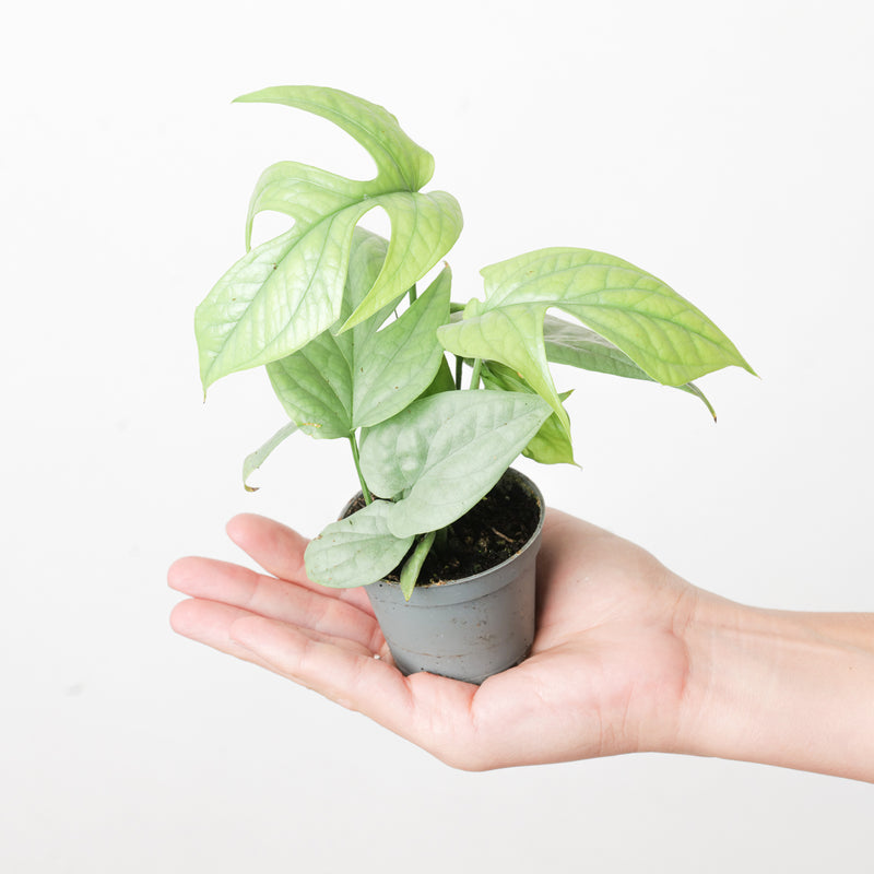 Amydrium medium 'Silver' Plants GrowTropicals