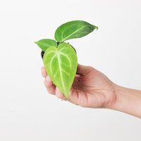 Anthurium magnificum