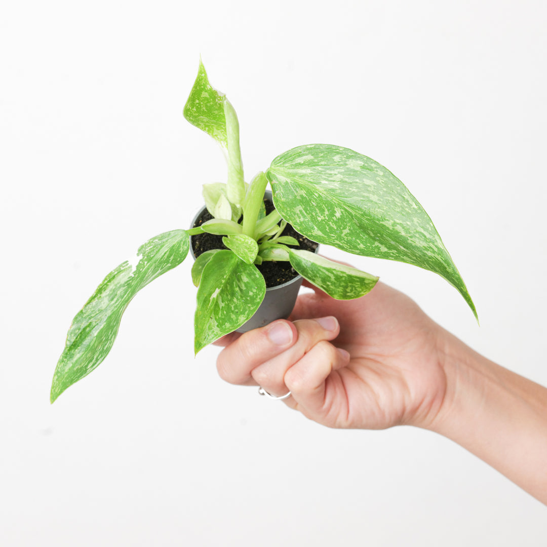 jose buono philodendron for sale Philodendron 'Jose Buono' | Plants