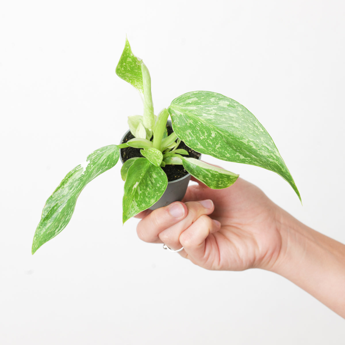 philodendron josebuono Philodendron 'Jose Buono' | Plants