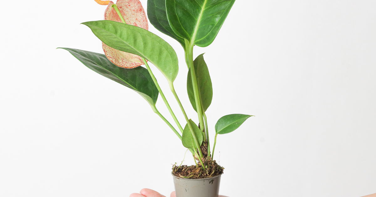 anthurium fasciale Anthurium scherzerianum hybrid 'Flecked' | Plants
