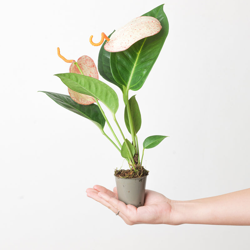 Anthurium scherzerianum hybrid 'Flecked' Plants GrowTropicals