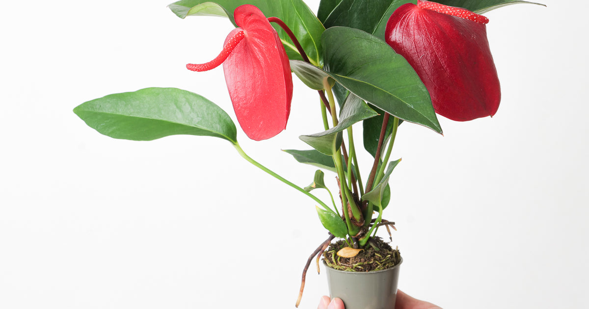 anthurium schezerianum Anthurium scherzerianum hybrid 'Red' | Plants