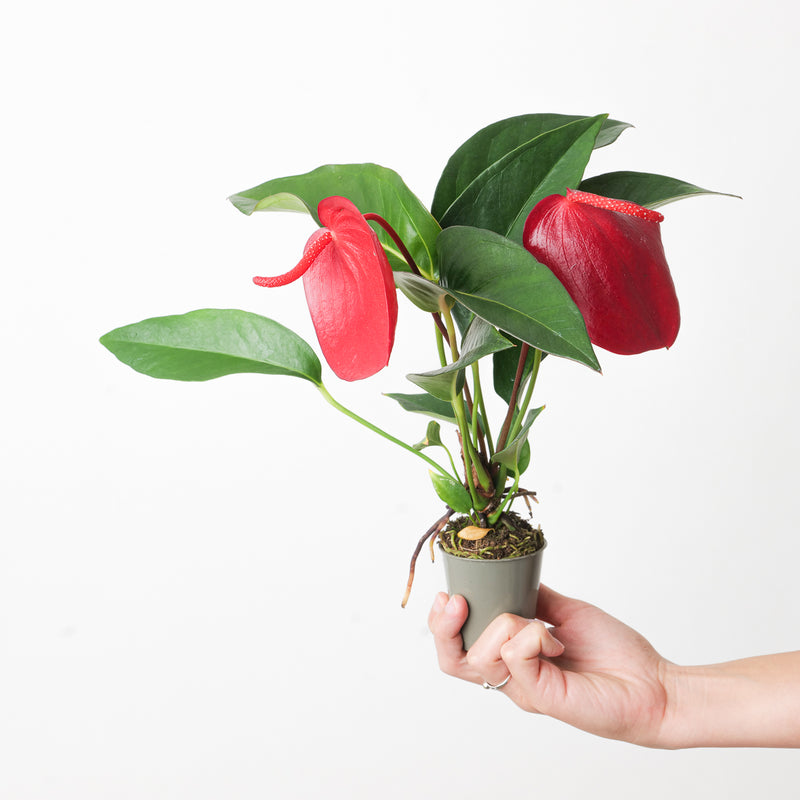Anthurium scherzerianum hybrid 'Red' Plants GrowTropicals