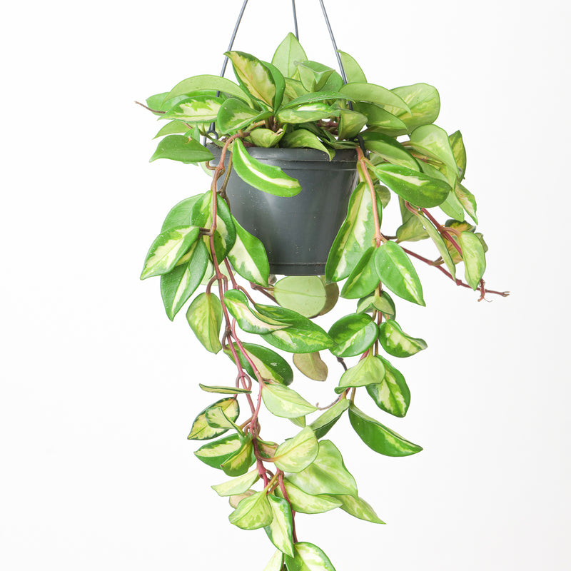 Hoya Carnosa Tricolor 14cm Hanging Plants GrowTropicals