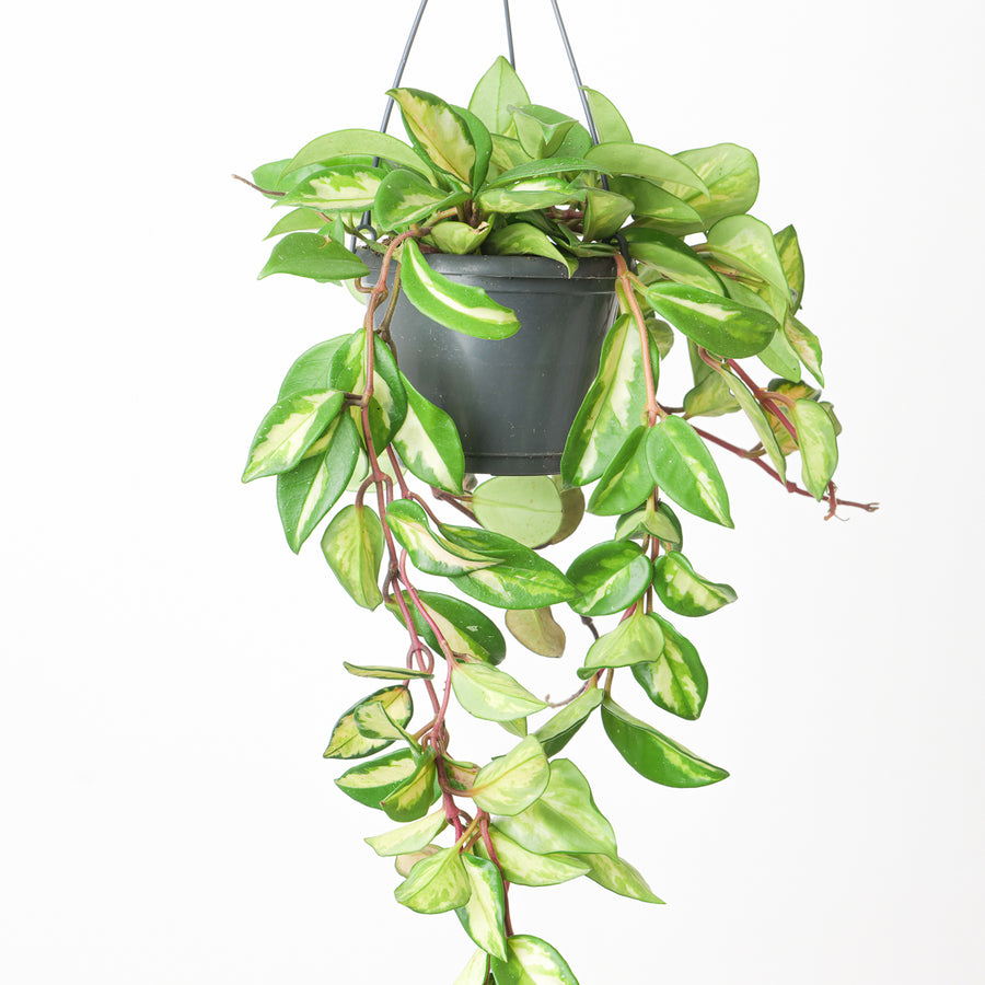 Hoya Carnosa Tricolor 14cm hanging Plants GrowTropicals