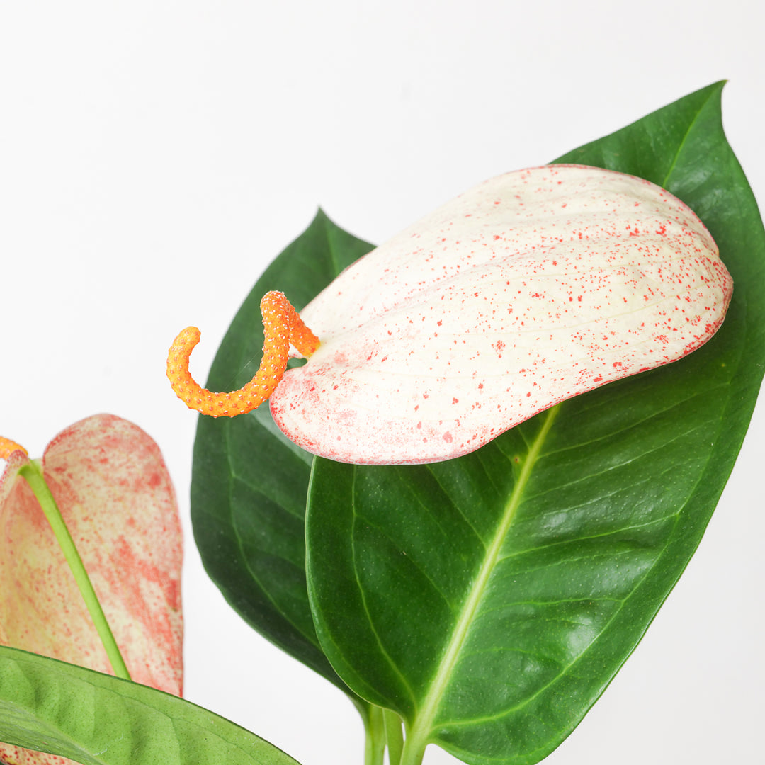 anthurium scherzerianum varieties Anthurium scherzerianum hybrid 'Flecked' | Plants