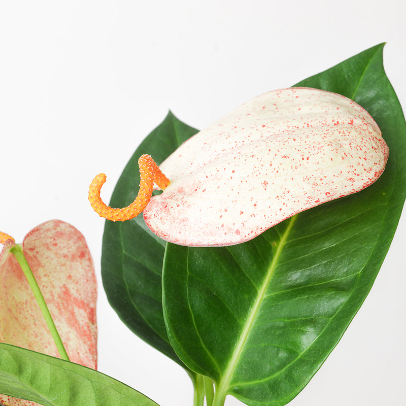 Anthurium scherzerianum hybrid 'Flecked' — 6cm