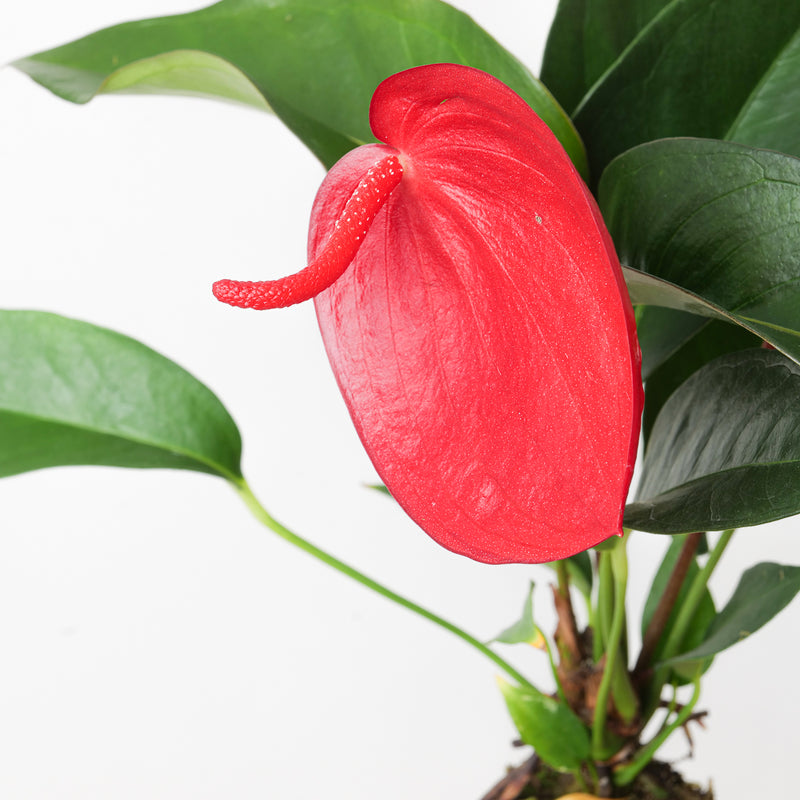 Anthurium scherzerianum hybrid 'Red' — 6cm