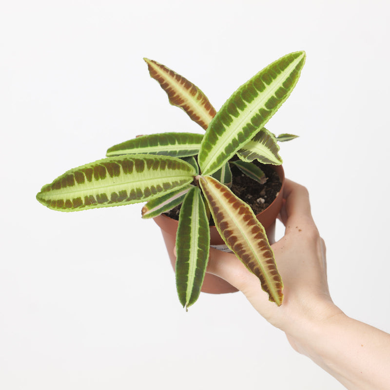 Labisia sp. 'Jabi' 12cm Plants GrowTropicals