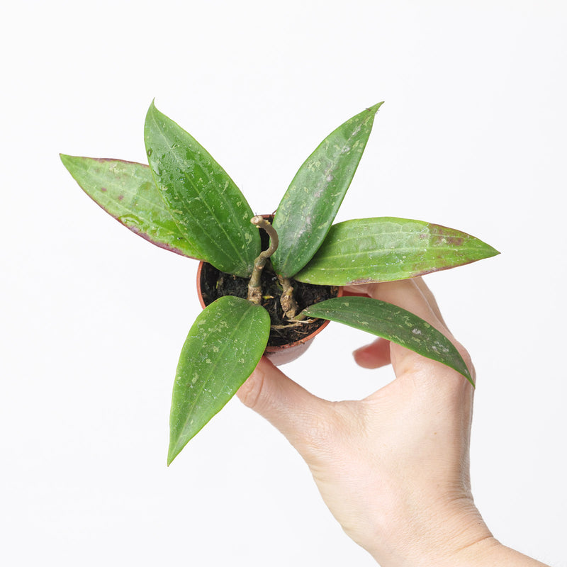 Hoya sp. Loei Province Plants GrowTropicals