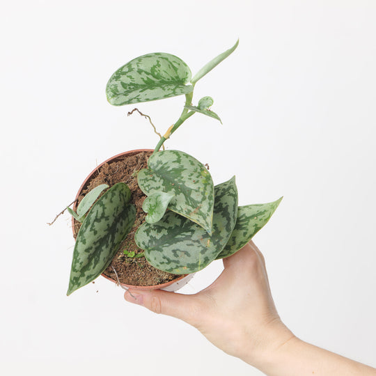 Scindapsus 'Silver Hero' Plants GrowTropicals