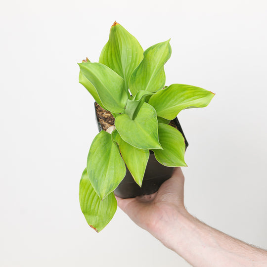 Hosta 'Guacamole'