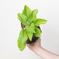 Hosta 'Guacamole'