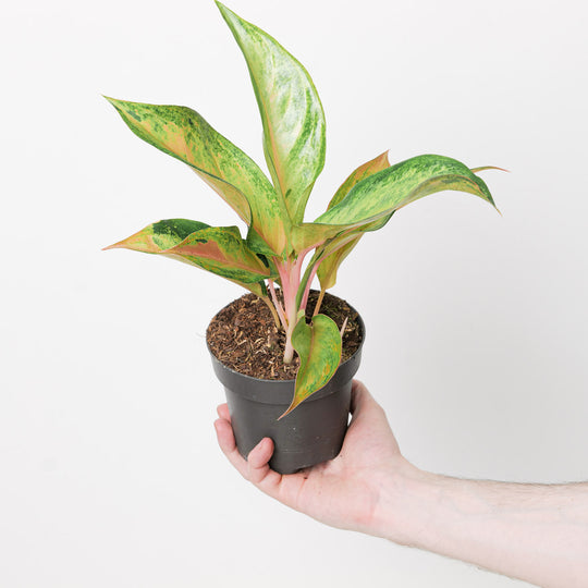 Aglaonema 'Guava Pink' Plants GrowTropicals