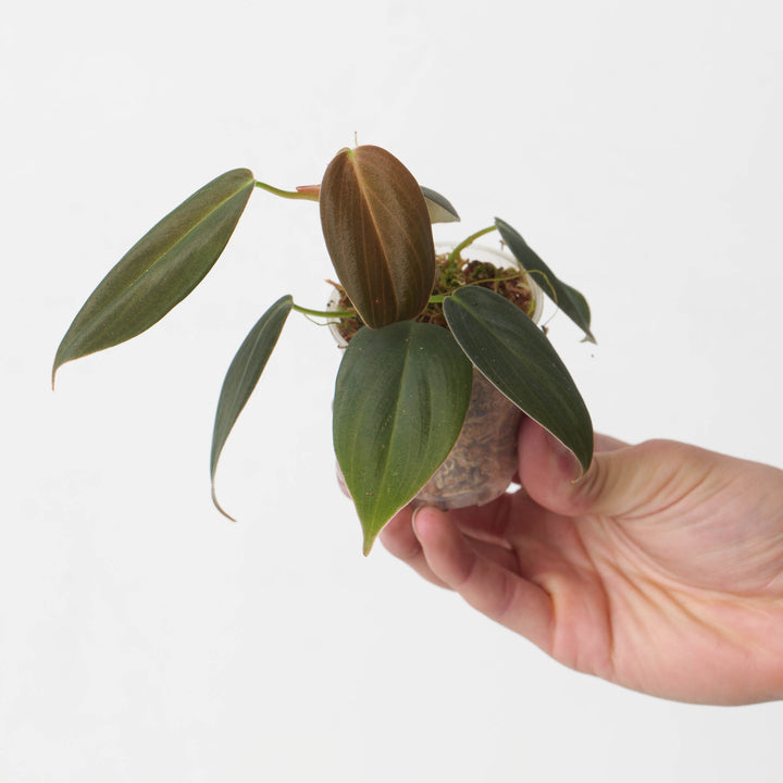 Philodendron gigas - GROW TROPICALS