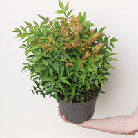Nandina domestica 'Gulfstream'