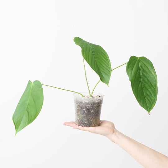 Anthurium gustavii aff. Plants GrowTropicals