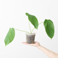 Anthurium gustavii aff.