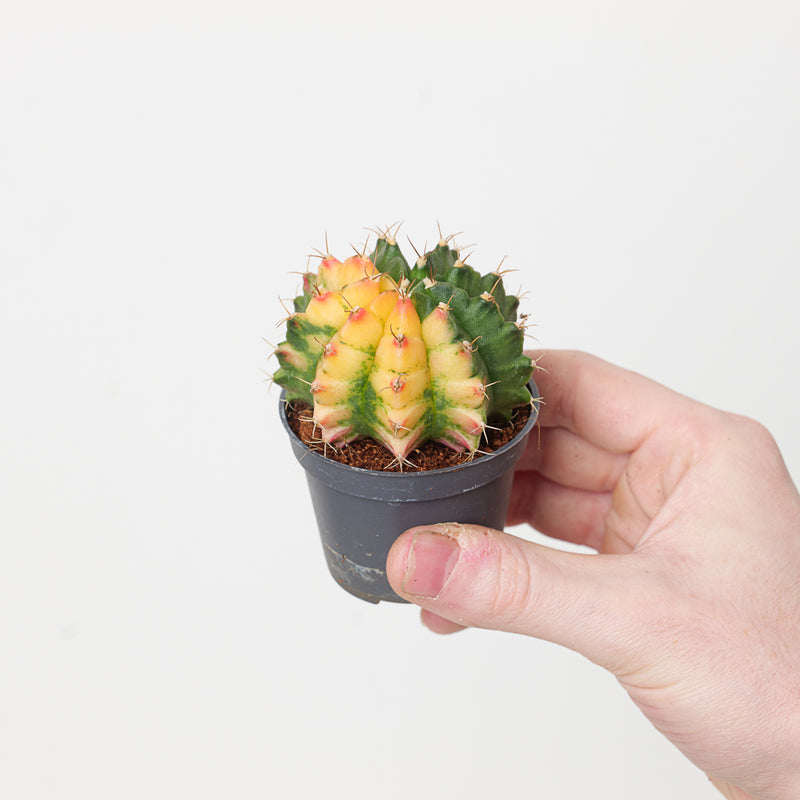 Gymnocalcium variegata — 6cm