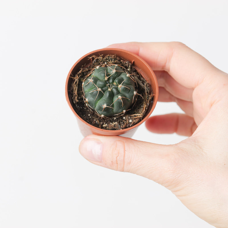 Gymnocalycium stellatum Plants GrowTropicals