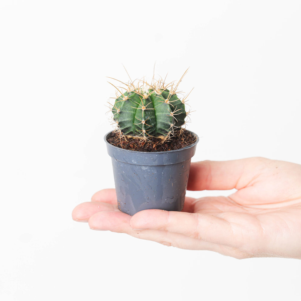 Gymnocalycium mihanovichii - GROW TROPICALS