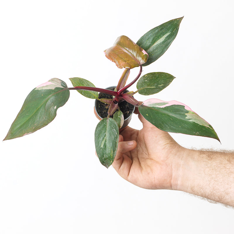 Philodendron Pink Princess — 6cm