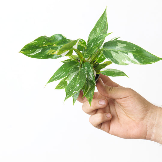 Philodendron White Princess 6cm Plants GrowTropicals