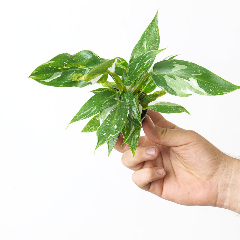 Variegated Baby Bundle Plant Bundle GrowTropicals