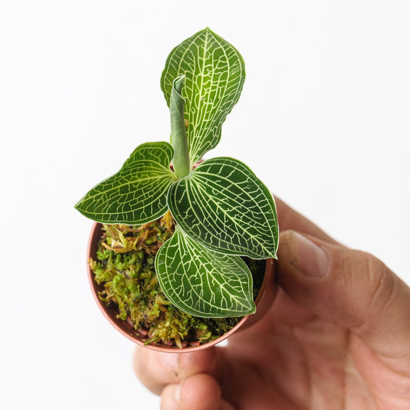 Anoectochillus siamensis 'White Centre' Plants GrowTropicals