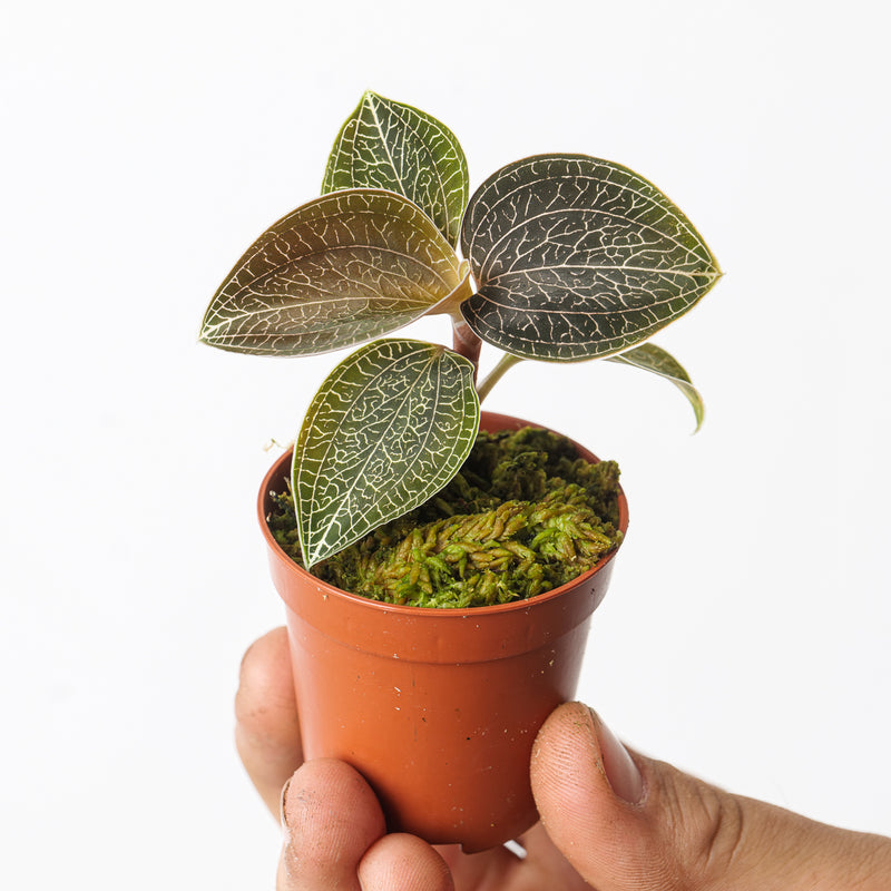 Anoectochilus Sikkimensis Plants GrowTropicals