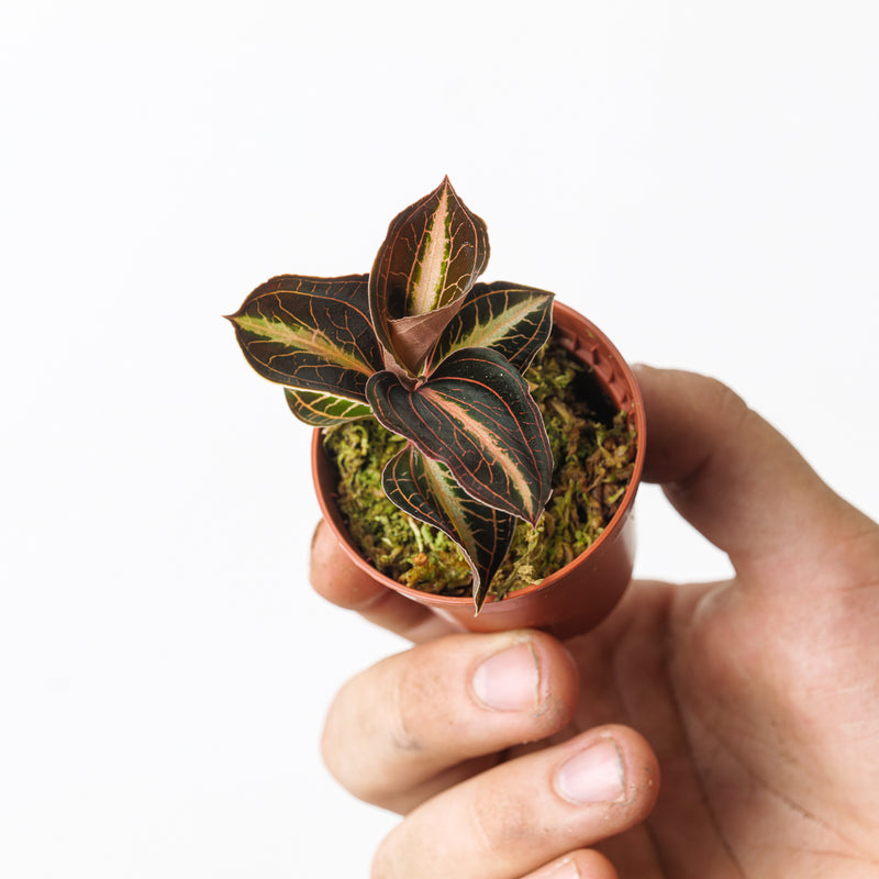 Anoectochillus leyli Brown Plants GrowTropicals